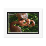 Flamingos Sacramento Zoo Postcard