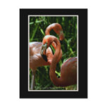 Flamingos Sacramento Zoo Post Cards