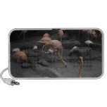 Flamingos! Speaker