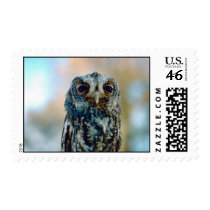 Flammulated owl stamps