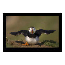 Flapping Puffin posters by cARTerART Flapping Puffin posters