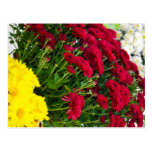 Flash of Summer Postcard
