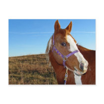 Flashy in Nebraka postcards