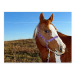 Flashy in Nebraka Postcards
