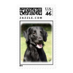 Flat Coated Retriever 9Y040D-120 postage