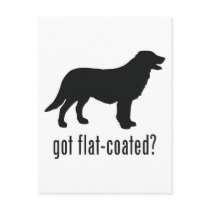 Flat-coated Retriever Post Card