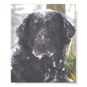Flat-Coated Retriever posters