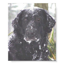 Flat-Coated Retriever posters by NonCometL Flat-Coated Retriever posters