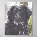 Flat-Coated Retriever Posters