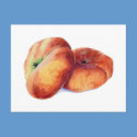 Flat Nectarines Postcard by floatinglemons Flat Nectarines Postcard