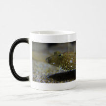 Flatfish Coffee Mugs