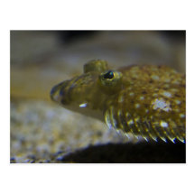 Flatfish Post Cards
