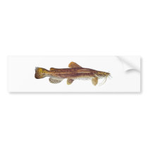 Flathead Catfish bumper stickers