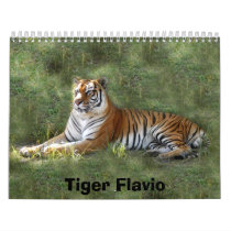 Flavio 016, Tiger Flavio calendars