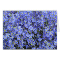 Flax Flowers at Longwood Gardens, Pennsylvania cards