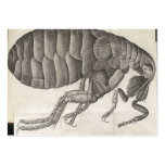 Flea Business Card