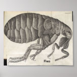 Flea, Flea posters