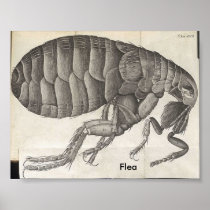 Flea, Flea Posters