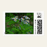 Fleabane Flower Postage