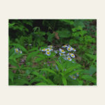 Fleabane Flower Postcard