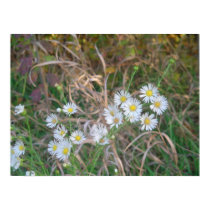 Fleabane in the Grass posters