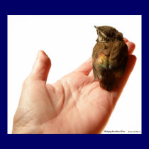 Fledging Carolina Wren posters