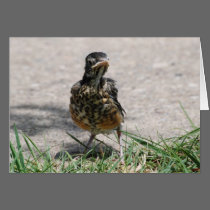 Fledgling Robin with Attitude cards