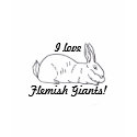 Flemish Giant Rabbit Ladies T-Shirt by HaleysRabbitFarm Flemish Giant Rabbit Ladies T-Shirt