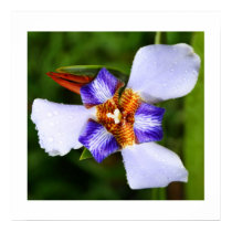 Fleur de Lis posters by moonrisings Fleur de Lis posters
