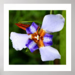Fleur de Lis Print