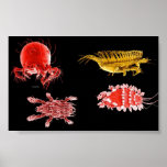 flezz posters