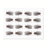 Flies Pattern - Antique Bug Engraving canvas prints