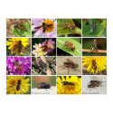 Flies posters