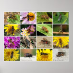 Flies Print