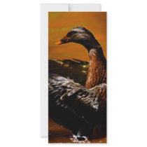 Flight Fantasy rack cards by laureenr Flight Fantasy rack cards