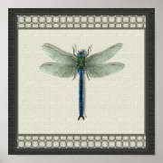Flight of the Dragonfly Print print