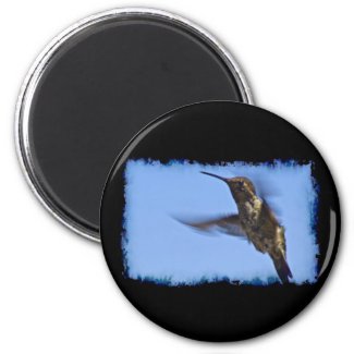 Flight of the Hummingbird Magnets