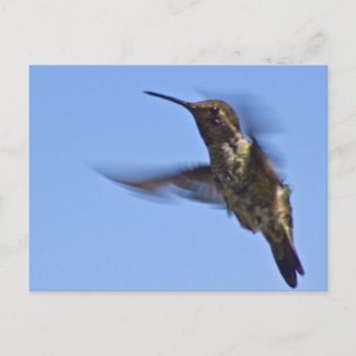 Flight of the Hummingbird Post Card