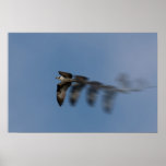 Flight of the Osprey Poster