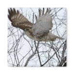 Flight of the Red-Tailed Hawk Refrigerator Magnets
