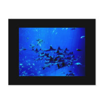 Flight of the Stingray postcard by skphotos Flight of the Stingray postcard