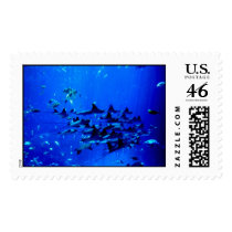 Flight of the Stingrays Postage Stamp