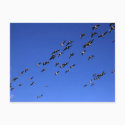 Flight of the Wild Geese - Postcard