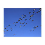 Flight of the Wild Geese - Postcard