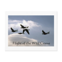Flight of the Wild Goose - torn edges postcard