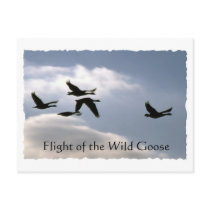 Flight of the Wild Goose - torn edges postcard