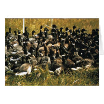 Flightless Brant in Trap Cards