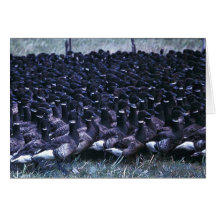 Flightless Brant in Trap Cards
