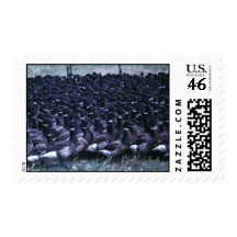 Flightless Brant in Trap Stamp