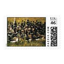 Flightless Brant in Trap Stamps